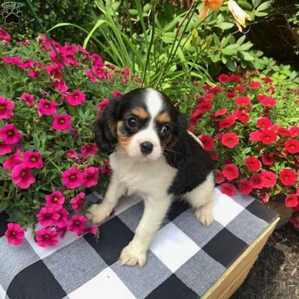 Rylie, Cavalier King Charles Spaniel Puppy
